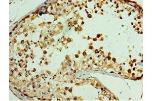 Immunohistochemistry of paraffin-embedded human testis tissue using ABIN7167823 at dilution of 1:100