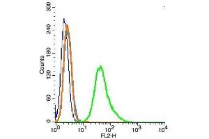 RSC96 probed with Ezrin Polyclonal Antibody, Unconjugated  at 1:100 for 30 minutes followed by incubation with a PE conjugated secondary (green) for 30 minutes compared to control cells (blue), secondary only (light blue) and isotype control (orange). (Ezrin anticorps  (AA 455-586))