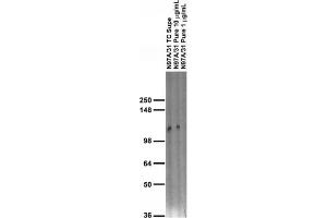 Adult rat brain membrane immunoblot.