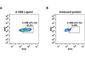 cell line transfected with irrelevant protein  (B) and human 4-1BB Ligand  (A) were surface stained with Human 4-1BB, mFc-His tagged protein (ABIN6961084, ABIN7042197 and ABIN7042198) 1 μg/mL followed by Alexa 488-conjugated anti-mouse IgG secondary antibody.