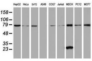 Image no. 2 for anti-Chromosome 21 Open Reading Frame 56 (C21orf56) antibody (ABIN1497041) (C21ORF56 anticorps)