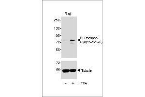 Western blot analysis of lysates from Raji cell line, untreated or treated with T, 200nM, 30 min, using 457167101 (ABIN389670 and ABIN2850453) (upper) or Tubulin (lower). (SYK anticorps  (pTyr525, pTyr526))