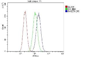 Flow Cytometry analysis of U87 cells using anti-RAB27A antibody (ABIN7602714). (RAB27A anticorps  (AA 98-216))