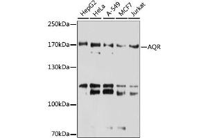Western blot analysis of extracts of various cell lines, using AQR antibody. (AQR anticorps)