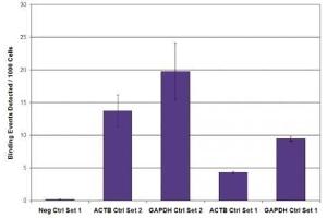 RNA pol II CTD phospho Ser2 antibody (mAb) tested by ChIP. (Rpb1 CTD anticorps  (pSer2, Ser2))