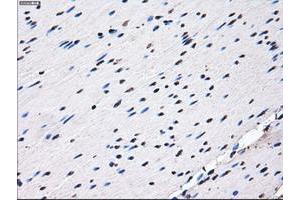 Image no. 15 for anti-Replication Protein A2, 32kDa (RPA2) antibody (ABIN1500735) (RPA2 anticorps)