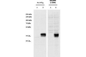 HEK293 overexpressing Human CCDC3 with C-terminal tag (DYKDDDDK) and probed with anti-DYKDDDDK in the left panel and with ABIN1590062 (0. (CCDC3 anticorps  (AA 134-148))