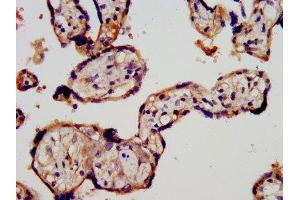 IHC image of ABIN7167453 diluted at 1:300 and staining in paraffin-embedded human placenta tissue performed on a Leica BondTM system. (STRA6 anticorps  (AA 530-667))