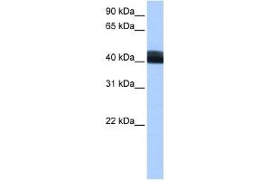 WB Suggested Anti-LRRC17 Antibody Titration: 0. (LRRC17 anticorps  (Middle Region))