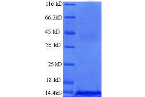 SDS-PAGE (SDS) image for Hemoglobin (full length) protein (ABIN1045102) (Hemoglobin Protein (full length))