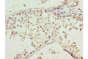 Immunohistochemistry of paraffin-embedded human testis tissue using ABIN7160187 at dilution of 1:100