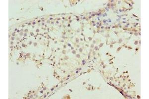 Immunohistochemistry of paraffin-embedded human testis tissue using ABIN7160187 at dilution of 1:100 (MMD2 anticorps  (AA 1-38))