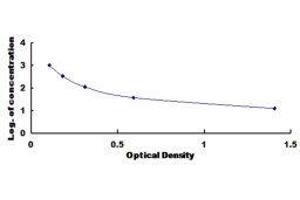 Fibroblast Growth Factor 5 (FGF5) ELISA Kit