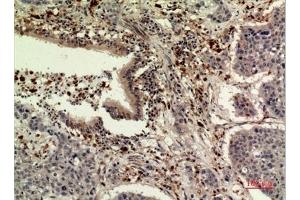 Immunohistochemical analysis of paraffin-embedded human-liver, antibody was diluted at 1:100. (TPO (Internal Region) anticorps)