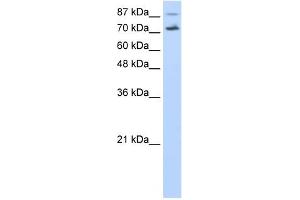 CDC25B antibody used at 0. (CDC25B anticorps)