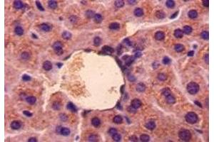 Immunohistochemistry of paraffin-embedded mouse liver tissue using ABIN7177253 at dilution of 1:50 (GDF5 anticorps  (AA 376-495))