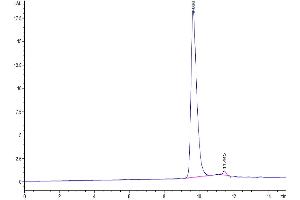 The purity of SARS-CoV-2 3CLpro (H172Y) is greater than 95 % as determined by SEC-HPLC. (SARS-Coronavirus Nonstructural Protein 8 (SARS-CoV NSP8) (H172Y) Protéine)