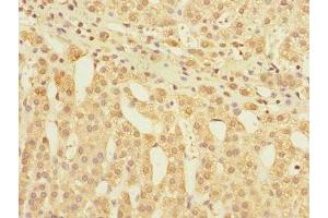 Immunohistochemistry of paraffin-embedded human adrenal gland tissue using ABIN7153881 at dilution of 1:100
