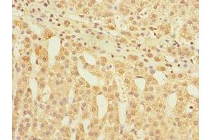Immunohistochemistry of paraffin-embedded human adrenal gland tissue using ABIN7153881 at dilution of 1:100 (GLP2R anticorps  (AA 1-180))