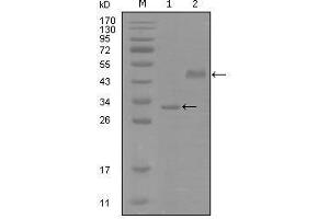Western blot analysis using SOX2 mouse mAb against truncated Trx-SOX2 recombinant protein (1) and truncated MBP-SOX2(aa1-170) recombinant protein (2). (SOX2 anticorps  (AA 1-170))