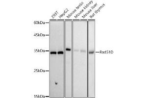 Western blot analysis of extracts of various cell lines, using Rad51D antibody (ABIN7269827) at 1:1000 dilution. (RAD51D anticorps)