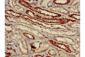 Immunohistochemistry of paraffin-embedded human kidney tissue using ABIN7162595 at dilution of 1:100 (VNN1 anticorps  (AA 97-197))