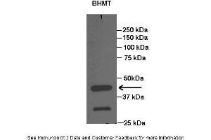 Lanes:   Lane1: 20 ug rat liver lysate  Primary Antibody Dilution:   1:1000  Secondary Antibody:   Anti-rabbit HRP  Secondary Antibody Dilution:   1:15000  Gene Name:   BHMT  Submitted by:   Anonymous