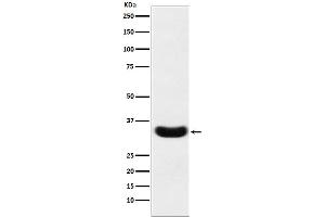 Western blot analysis of Scramblase 1 expression in A431 cell lysate.