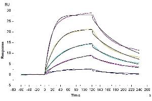 Human BAFF Trimer, His-Flag Tag captured on CM5 Chip via Anti-His Antibody can bind Mouse BCMA, hFc Tag with an affinity constant of 2.
