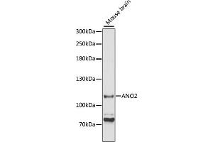 Western blot analysis of extracts of mouse brain, using  antibody (ABIN6129705, ABIN6136904, ABIN6136906 and ABIN6220328) at 1:3000 dilution. (Anoctamin 2 anticorps  (AA 1-200))