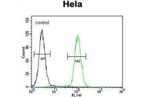 Flow cytometric analysis of Hela cells using QSK Antibody (C-term) Cat. (SIK3 anticorps  (C-Term))