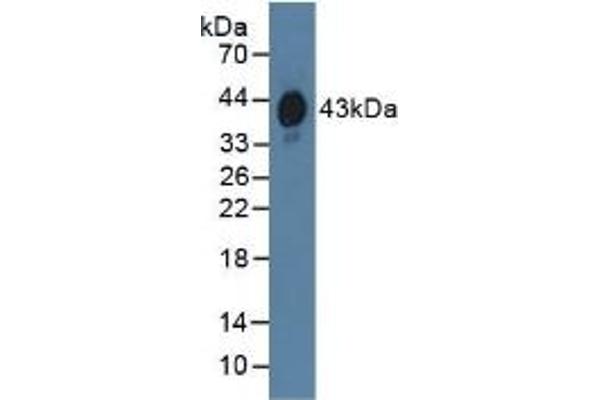 HPR antibody  (AA 70-332)