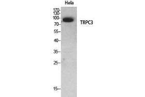 Western Blot (WB) analysis of HeLa cells using TRPC3 Polyclonal Antibody.