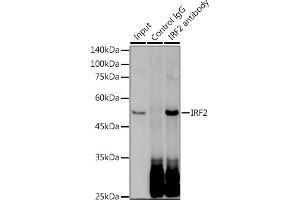 Immunoprecipitation analysis of 300 μg extracts of HeLa cells using 3 μg IRF2 antibody (ABIN1681257, ABIN3019232, ABIN3019233 and ABIN7101734).