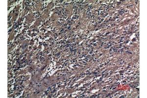 Immunohistochemistry (IHC) analysis of paraffin-embedded Human Ovary, antibody was diluted at 1:100. (A1BG anticorps  (Internal Region))