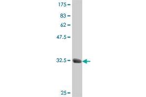 Western Blot detection against Immunogen (34.