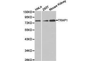 Western Blotting (WB) image for anti-TNF Receptor-Associated Protein 1 (TRAP1) antibody (ABIN1875197) (TRAP1 anticorps)