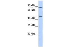 Image no. 1 for anti-Adenylate Kinase 9 (AK9) (N-Term) antibody (ABIN6741331) (Adenylate Kinase 9 anticorps  (N-Term))