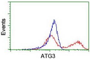 HEK293T cells transfected with either RC203453 overexpress plasmid (Red) or empty vector control plasmid (Blue) were immunostained by anti-ATG3 antibody (ABIN2454918), and then analyzed by flow cytometry. (ATG3 anticorps)