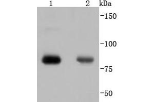 Lane 1: Hela, Lane 2: 293 lysate probed with PKC alpha(T638) (4B3) Monoclonal Antibody, Unconjugated  at 1:1000 overnight at 4˚C. (PKC alpha anticorps  (pThr638))