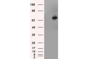 HEK293T cells were transfected with the pCMV6-ENTRY control (Left lane) or pCMV6-ENTRY TTLL12 (Right lane) cDNA for 48 hrs and lysed. (TTLL12 anticorps)