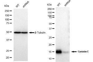 Western blotting analysis using Cystatin C antibody (ABIN7798239).