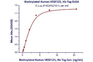 Measured by its binding ability in a functional ELISA.