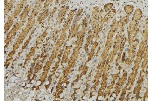 ABIN6277594 at 1/100 staining Human gastric tissue by IHC-P. (GALNS anticorps  (Internal Region))