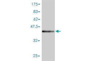 Western Blot detection against Immunogen (46.