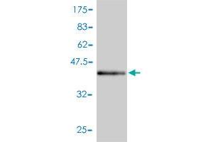 Western Blot detection against Immunogen (46. (PEBP1 anticorps  (AA 1-187))