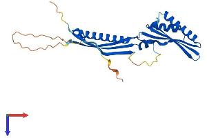 AlphaFold protein structure predicition of Mouse Recombinant Irak1bp1 Protein, UniprotID Q9ESJ7
