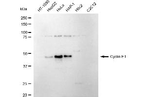 Western blotting analysis using cyclin E1 antibody (ABIN7798197). (Recombinant Cyclin E1 anticorps)