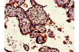 Immunohistochemistry of paraffin-embedded human placenta tissue using ABIN7148376 at dilution of 1:100