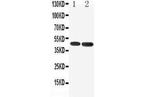 Anti-5HT1A Receptor antibody, Western blotting Lane 1: Rat Brain Tissue Lysate Lane 2: Human U87 Cell Lysate (Serotonin Receptor 1A anticorps  (C-Term))